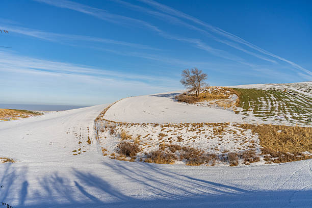 Withered yellow plants on the snow-covered grassland in winter.