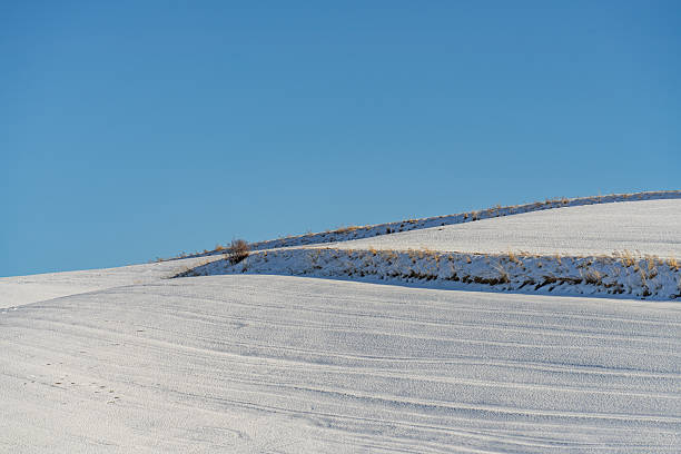 Withered plants on the snow-covered grassland