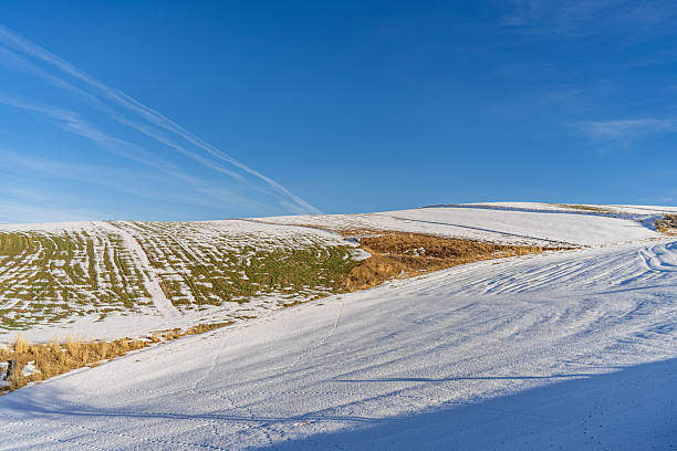 Withered yellow plants on the snow-covered grassland in winter.