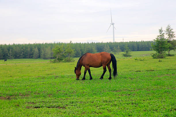 A lone brown horse stands in a sunlit meadow, a gentle breeze and open countryside surrounding it. Rolling fields and distant trees create a tranquil, natural scene of freedom and calm.