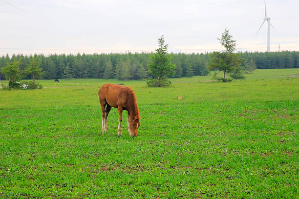 istock Horses grazing on a green forest meadow 2254114309