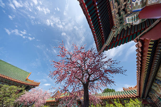 istock Traditional Chinese architecture and plum blossoms 2254115636