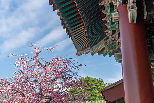 Traditional Chinese architecture and plum blossoms