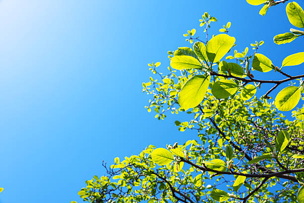 Fresh green leaves on trees against a sunny blue sky