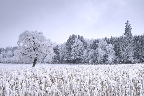 A field covered with fresh snow and bare trees, highlighted by soft morning light. Seasonal stillness, rural nature, winter landscape.
