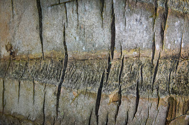 Weathered Tree Trunk Surface Showcasing Intricate Horizontal Patterns and Fissured Bark