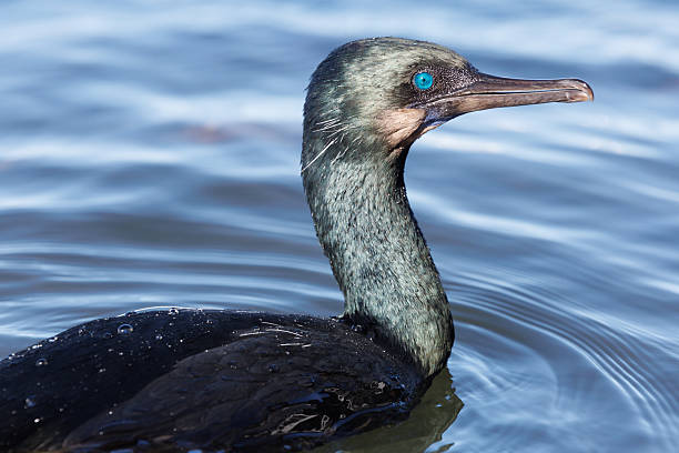 istock Brandt's Cormorant Swimming in Morro Bay 2254119057