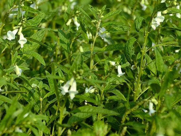 sesamum or sesame plant field image