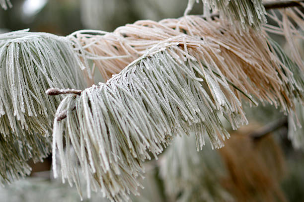 branches of pine tree with rime close up