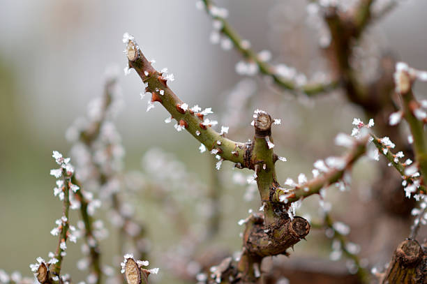 frozen rose branches close up