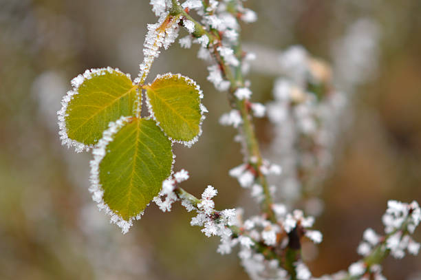 frozen roses leaves close up