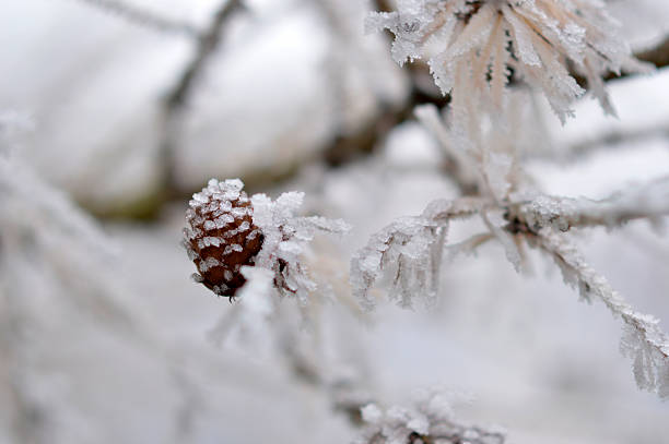 frozen larch tree in winter macro photography