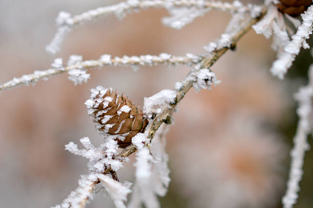 Close-up on pine tree branch covered with snow, small pine cone growing amidst green needles, wintertime in the mountains