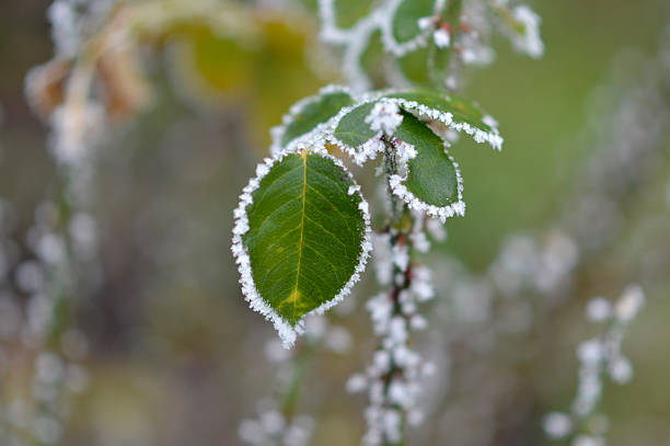A branch covered in snow and frost. The branch is bare and has no leaves. The branch is alone and isolated