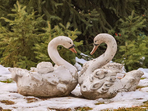 A series of photographs showing a mute swan (Cygnus olor) foraging and caring for its cygnets by the Neckar River in Heidelberg, Germany. The swan is captured in its natural habitat near the historic Old Bridge (Alte Brücke) and with Heidelberg Castle visible in the background. The images showcase the bird's elegant posture, interaction with its environment, and the presence of its downy grey cygnets in the calm river waters. Taken on an overcast summer day, these photographs highlight urban wildlife in a scenic European town blending nature, architecture, and animal behavior.