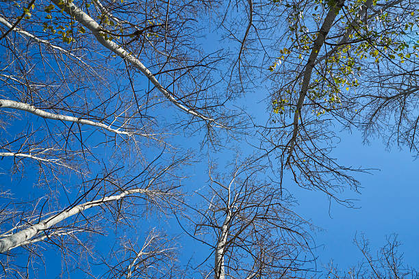 Sky and trees