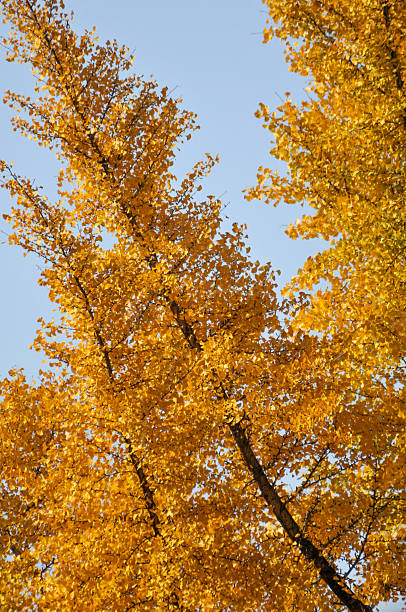 gingko biloba tree leaf in autumn season in sunny day with sunlight.