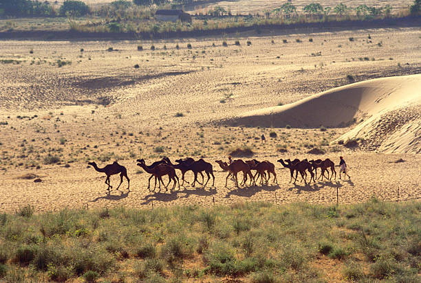 Woman traveling on  camel in the desert at sunset near Jaisalmer