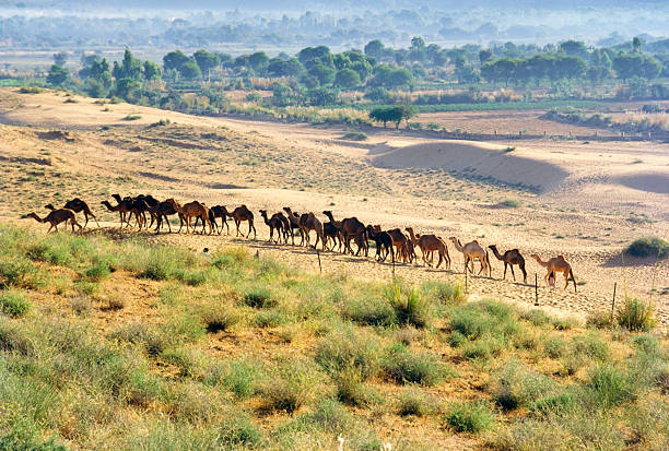Group of happy Gypsy Indian children having fun with camel - desert village, Thar Desert, Rajasthan, India.