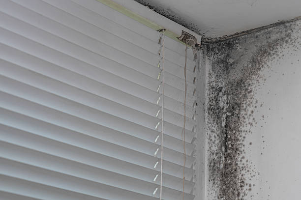 istock Mold growth in corner of window frame, 2254124798