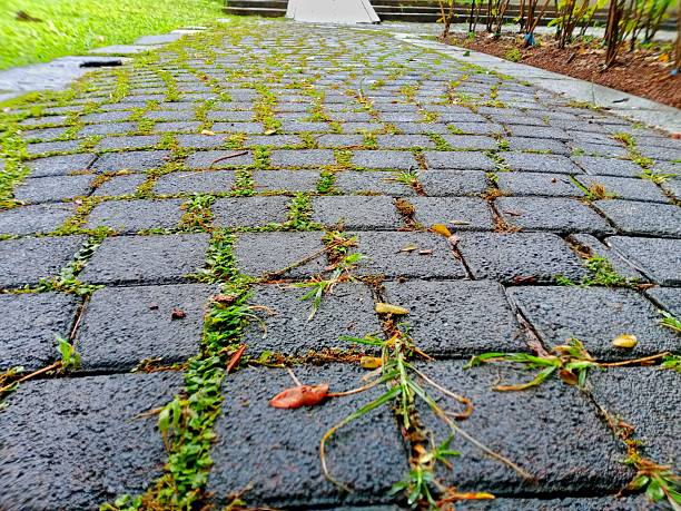 istock Grass growing between the pedestrian areas 2254125293