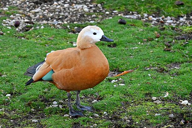 In Beijing stay over winter several different kind of ducks suchs as mallards, mandarins etc. Those ducks are partly feed by local peoples and partly they can find food by them self.