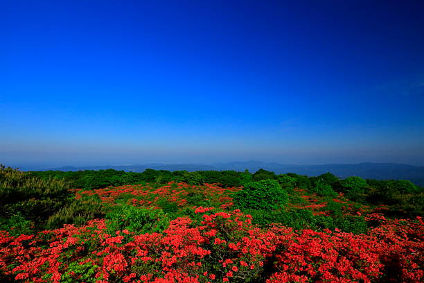 Dawn and azaleas