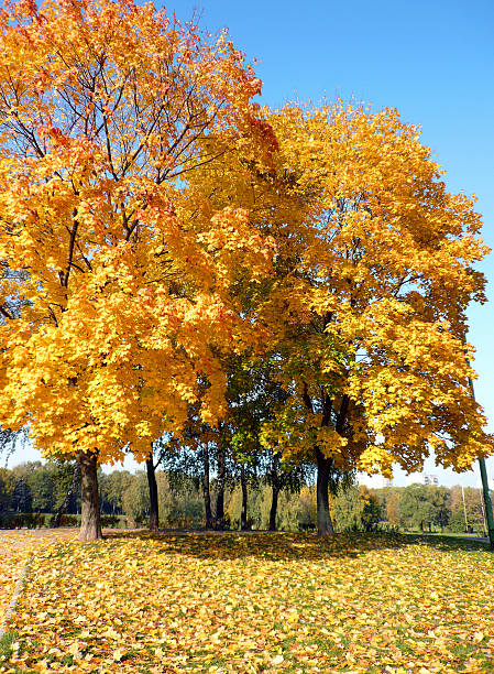 yellow maple alley at autumn