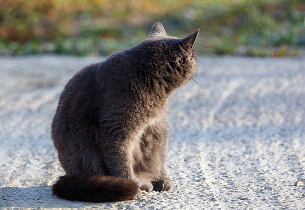 Stray cat is lying on the street.