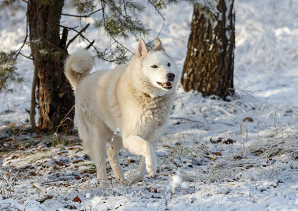 A white dog is running through the snow. The dog is white and has a black nose. The dog is running through the snow and he is enjoying itself