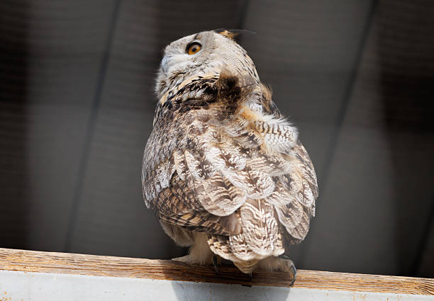 A brown owl is sitting on a wooden post. The owl has a brown and white color pattern