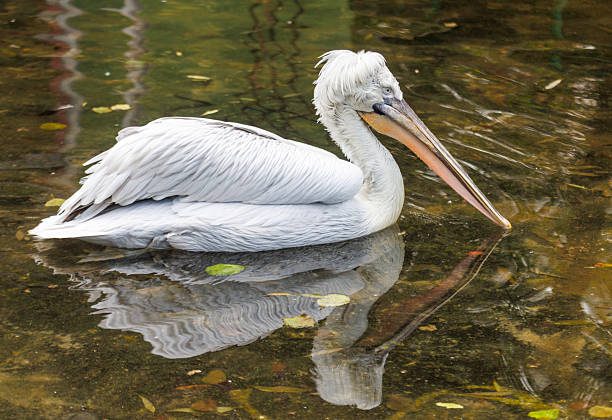 A white pelican is swimming in a pond. The bird is looking to the right. The water is murky