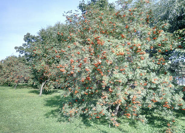 ashberry at dry sunny day