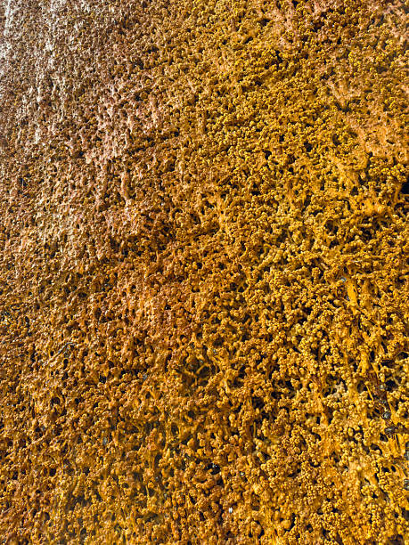 istock A rusty metal piece, with a textured surface, glows in natural light, enhancing its beauty and revealing intricate patterns, making it a captivating subject for artistic photography 2254127702