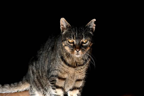 istock Stray cat close-up , urban animal 2254128699