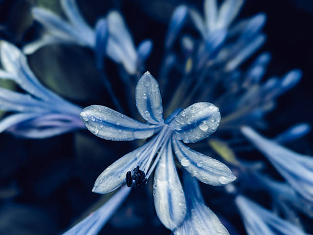 Digitally enhanced macro photograph of AGAPANTHUS AFRICANUS flower, captured outdoors in natural light after rainfall. The image features stylized blue tones, water droplets on petals, and a soft background with emotional atmosphere. Taken in Germany on July 27, 2025.