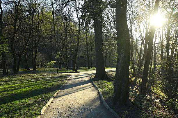 Alley with green trees in park