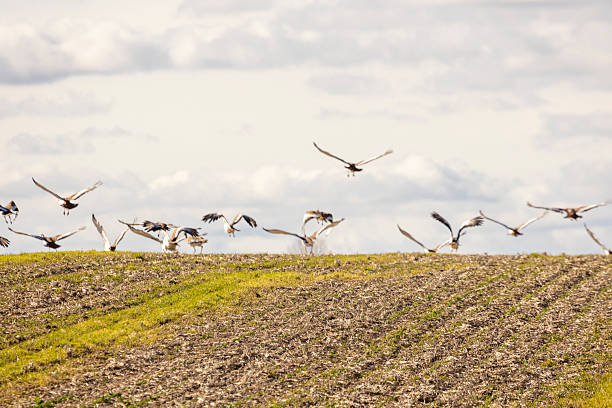 istock A flock of great bustard birds flying over a field 2254133086