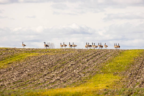 istock A flock of great bustards are walking across a field 2254134185