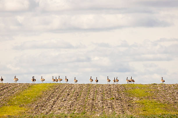 istock A flock of great bustards are walking across a field 2254134299