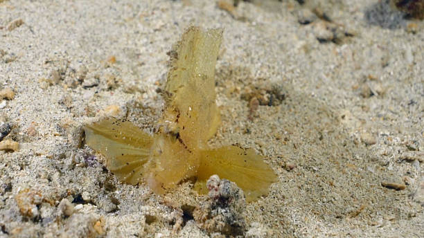Leaf Scoprionfish - Yellow variation (Taenianotus tricanthus) front view on coral rubble at Lembeh Strait