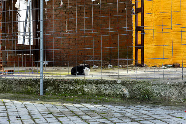A cat is sitting on a brick wall next to a fence. The cat is black and white