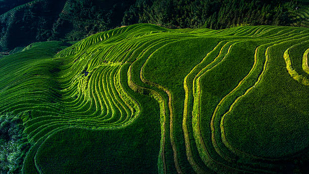 istock Terraces of Longji Mountain, Guangxi 2254137439