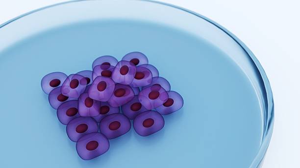 istock A 3d rendering of stem cell colony being cultivated within a petri dish 2254141607