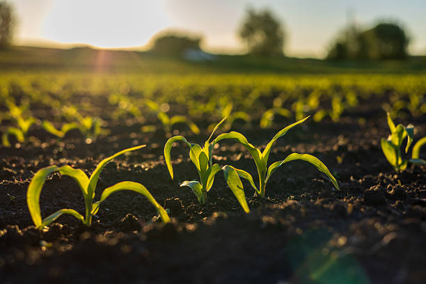 istock Young corn plants emerge from dark soil as sunlight shines over the field during evening hours 2254143734