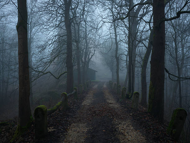 Foggy Road in the Forest, Czech Republic