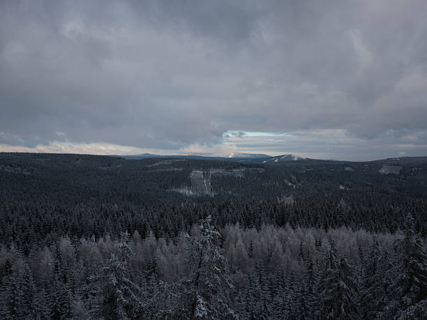 Snow-Covered Trees in the Forest, Czech Republic