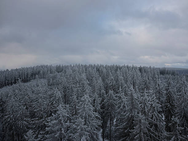 Snow-Covered Trees in the Forest, Czech Republic