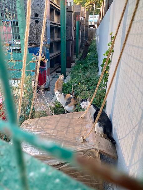 istock loving street cat found by chance 2254145062
