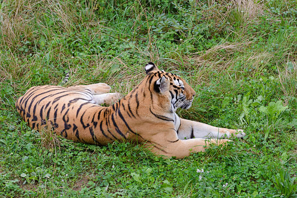 istock tiger laying in the grass, nature, wildlife 2254145253